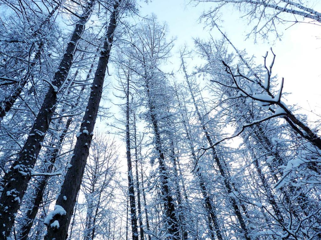 Shin Furano Prince Hotel Bagian luar foto Snow-covered trees in the Black Forest